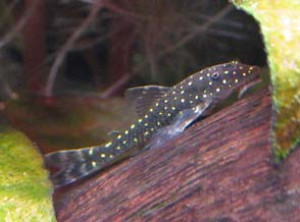 Parotocinclus haroldoi