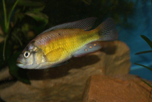 Haplochromis fischeri