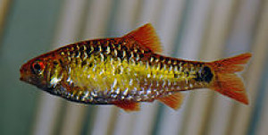 Puntius flavifuscus