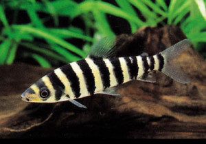 Leporinus fasciatus