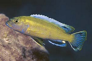 Genyochromis mento