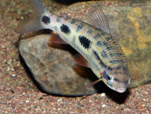 Leporinus granti