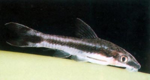 Otocinclus gibbosus