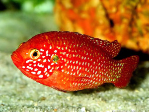 Hemichromis guttatus