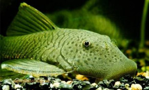 Chaetostoma thomsoni