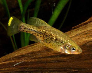 Chapalichthys pardalis