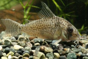 Corydoras crimmeni