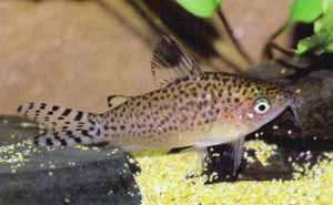 Corydoras mamore