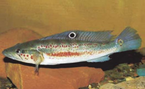 Crenicichla  labrina