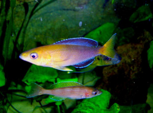 Cyprichromis leptosoma