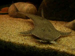 Planiloricaria cryptodon