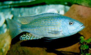 Dimidiochromis kiwinge