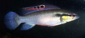 Crenicichla  prenda