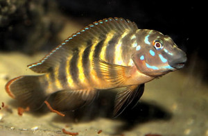 Eretmodus cyanostictus