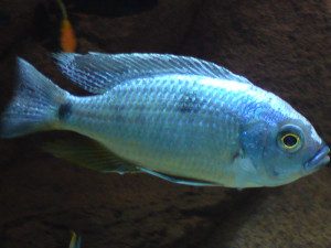 Copadichromis chrysonotus