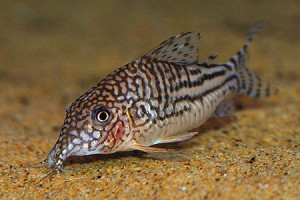 Corydoras pinheiroi