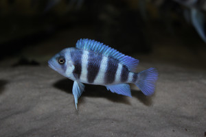 Cyphotilapia gibberosa