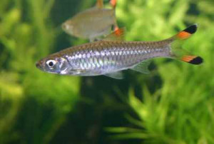 Rasbora caudimaculata