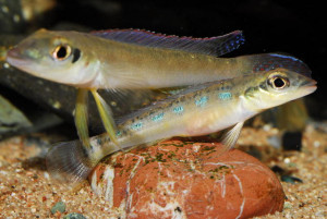 Teleocichla cinderella