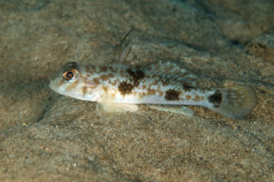 Yongeichthys criniger