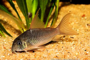 Corydoras concolor