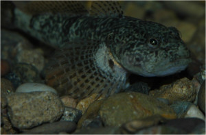 Cottus hispaniolensis