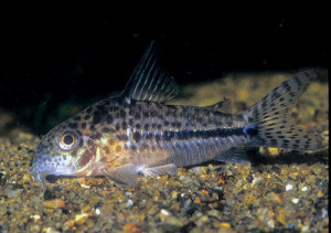 Corydoras sipaliwini