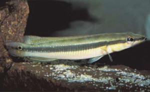 Crenicichla  multispinosa