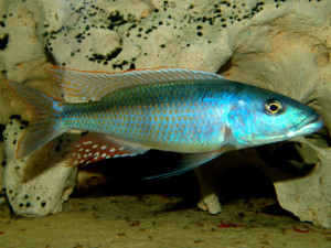 Champsochromis caeruleus