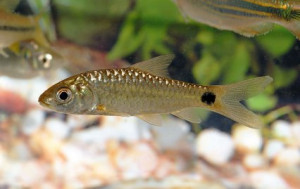 Puntius amphibius