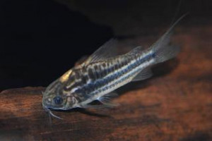 Corydoras bilineatus