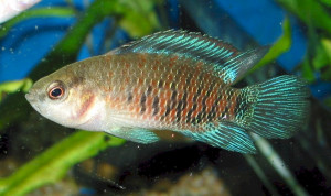 Badis siamensis