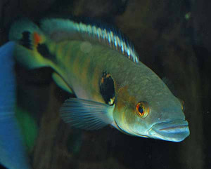 Crenicichla  lenticulata