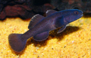 ZZ Mugilogobius sp black