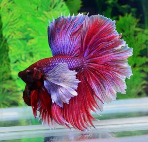 Poisson betta splendens (combattant du siam) : fiche complète