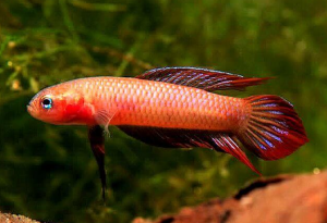 ZZ Betta sp. bangka