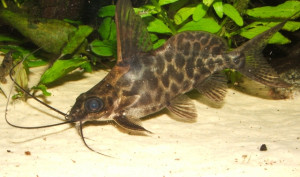 Synodontis alberti