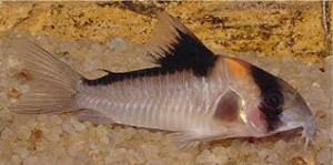 ZZ Corydoras sp. C121