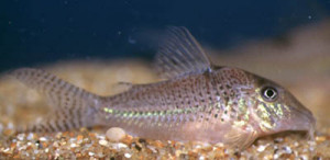 Corydoras cervinus