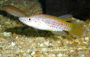 ZZ Epiplatys.sp coyah