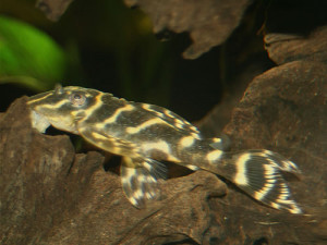 ZZ Hypancistrus sp. L270