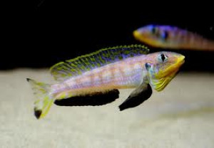 ZZ Xenotilapia sp. kilesa