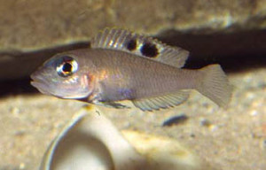 Neolamprologus kungweensis