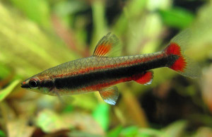 Nannostomus limatus