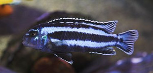 ZZ Pseudotropheus sp. " msobo Lundo"