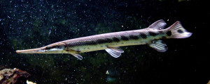 Lepisosteus platostomus