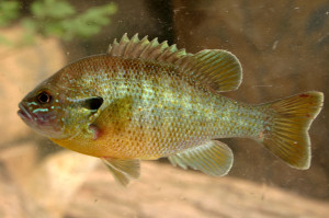 Lepomis macrochirus