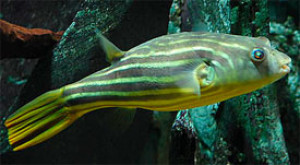 Tetraodon lineatus