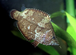 Monocirrhus polyacanthus