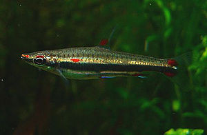 Nannostomus minimus